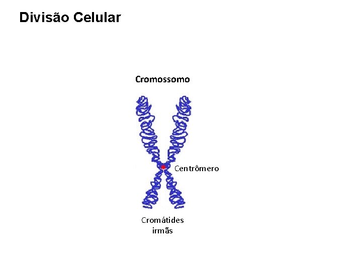 Divisão Celular Cromossomo Centrômero Cromátides irmãs 