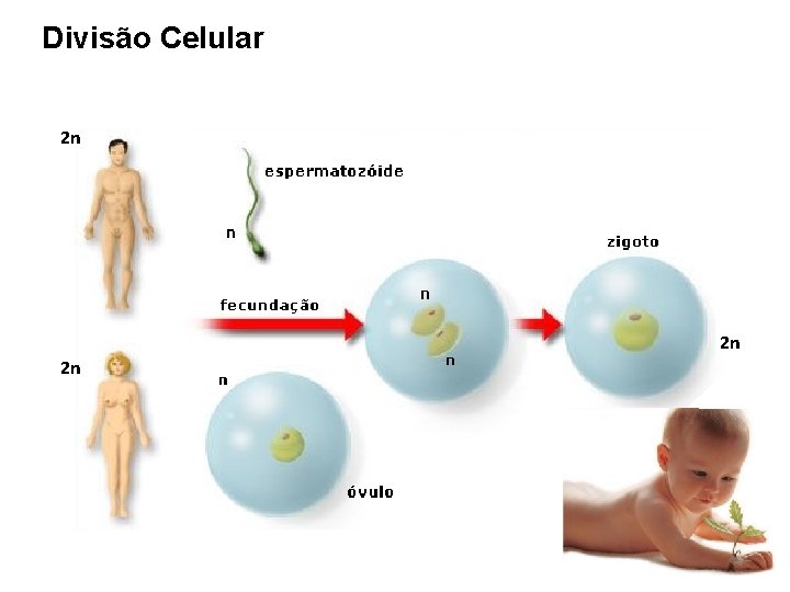 Divisão Celular 2 n 2 n 2 n 