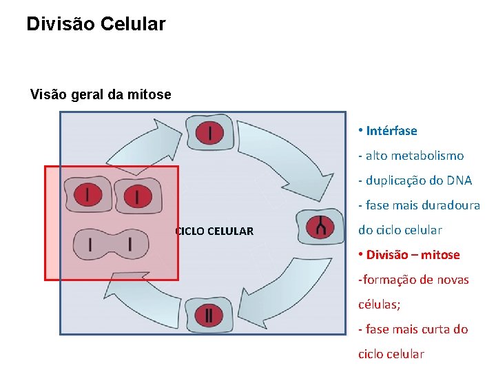 Divisão Celular Visão geral da mitose • Intérfase - alto metabolismo - duplicação do
