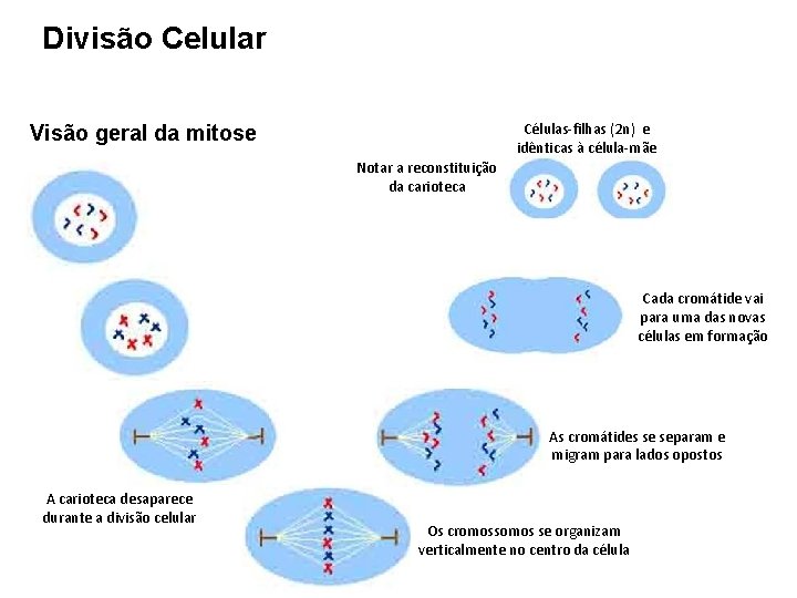 Divisão Celular Células-filhas (2 n) e idênticas à célula-mãe Visão geral da mitose Notar