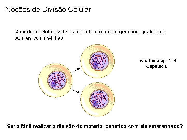 Noções de Divisão Celular Quando a célula divide ela reparte o material genético igualmente