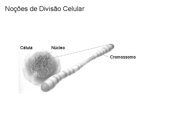 Noções de Divisão Celular Célula Núcleo Cromossomo 