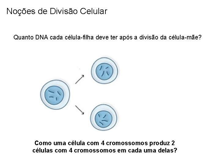 Noções de Divisão Celular Quanto DNA cada célula-filha deve ter após a divisão da