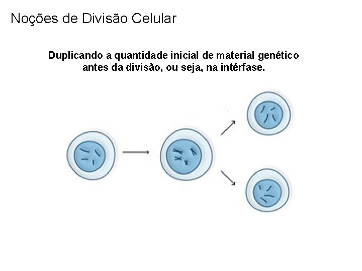 Noções de Divisão Celular Duplicando a quantidade inicial de material genético antes da divisão,
