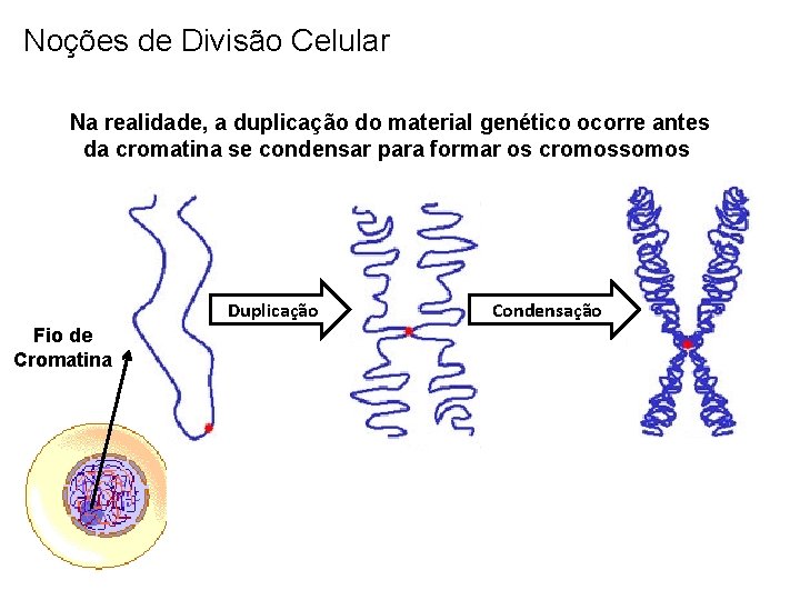 Noções de Divisão Celular Na realidade, a duplicação do material genético ocorre antes da