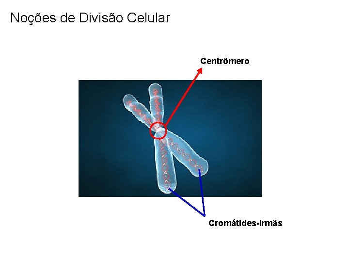 Noções de Divisão Celular Centrômero Cromátides-irmãs 