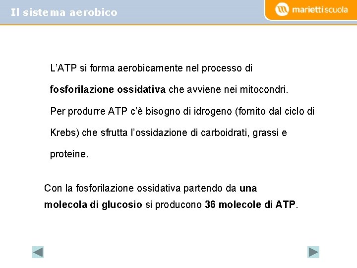 Il sistema aerobico L’ATP si forma aerobicamente nel processo di fosforilazione ossidativa che avviene