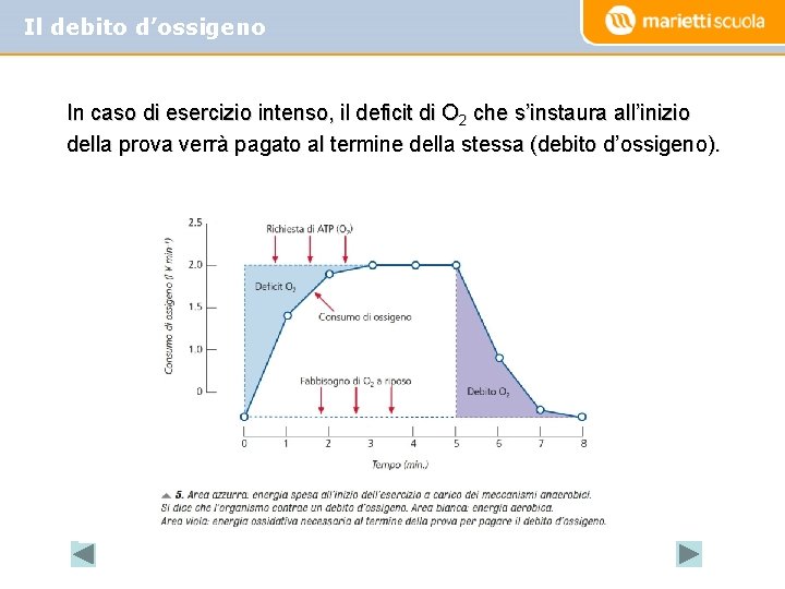Il debito d’ossigeno In caso di esercizio intenso, il deficit di O 2 che