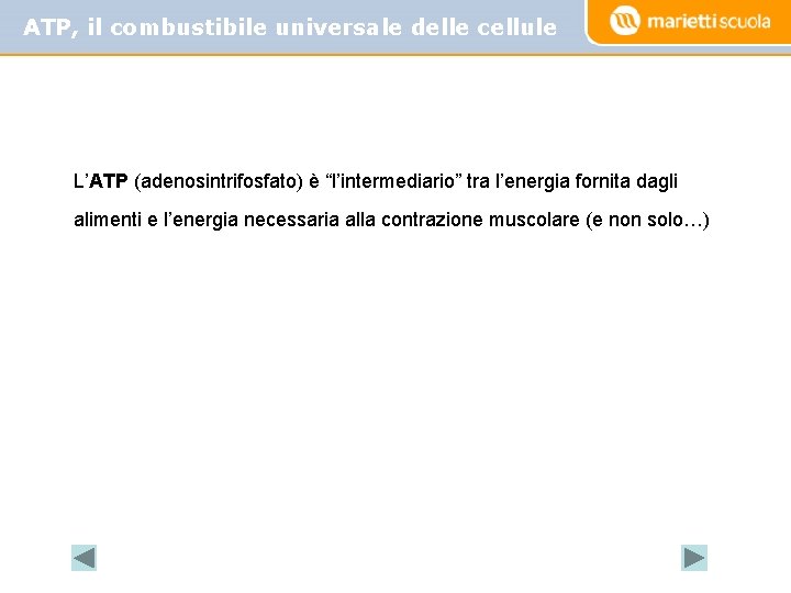 ATP, il combustibile universale delle cellule L’ATP (adenosintrifosfato) è “l’intermediario” tra l’energia fornita dagli
