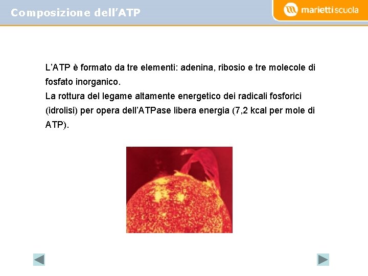 Composizione dell’ATP L’ATP è formato da tre elementi: adenina, ribosio e tre molecole di