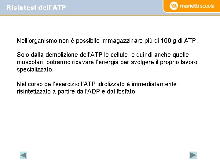 Risintesi dell’ATP Nell’organismo non è possibile immagazzinare più di 100 g di ATP. Solo