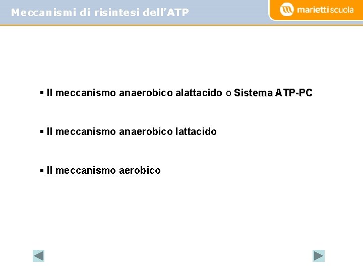 Meccanismi di risintesi dell’ATP § Il meccanismo anaerobico alattacido o Sistema ATP-PC § Il