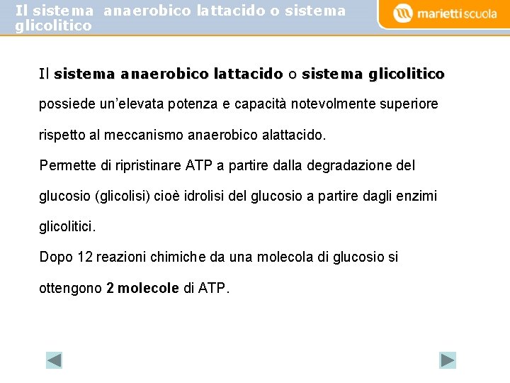 Il sistema anaerobico lattacido o sistema glicolitico possiede un’elevata potenza e capacità notevolmente superiore