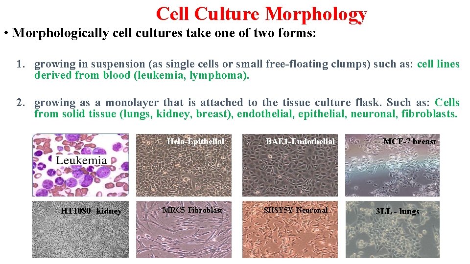 Cell Culture Morphology • Morphologically cell cultures take one of two forms: 1. growing