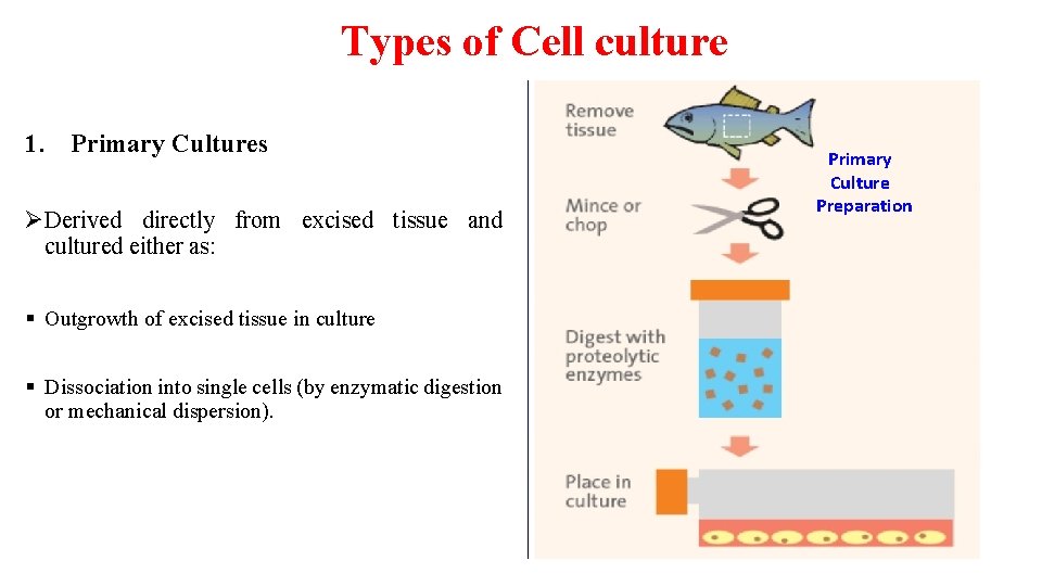 Types of Cell culture 1. Primary Cultures ØDerived directly from excised tissue and cultured