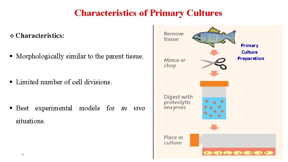 Characteristics of Primary Cultures v Characteristics: § Morphologically similar to the parent tissue. §