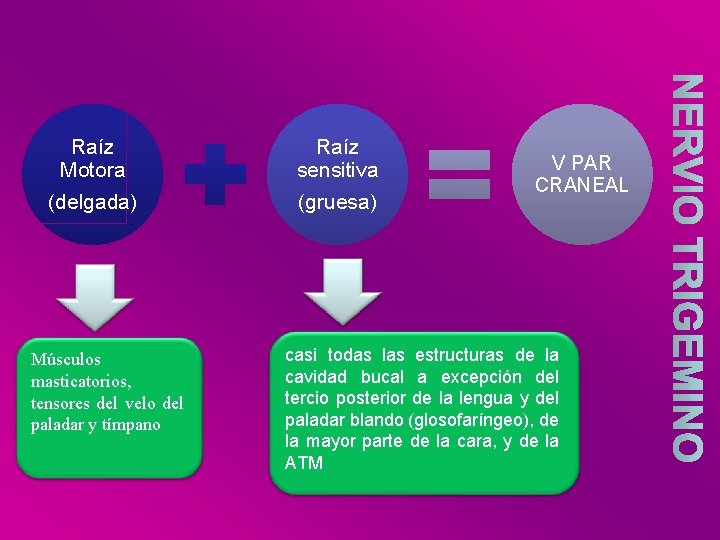 Raíz Motora (delgada) Músculos masticatorios, tensores del velo del paladar y tímpano Raíz sensitiva