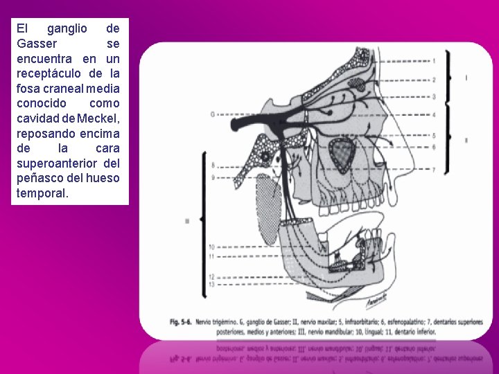 El ganglio de Gasser se encuentra en un receptáculo de la fosa craneal media