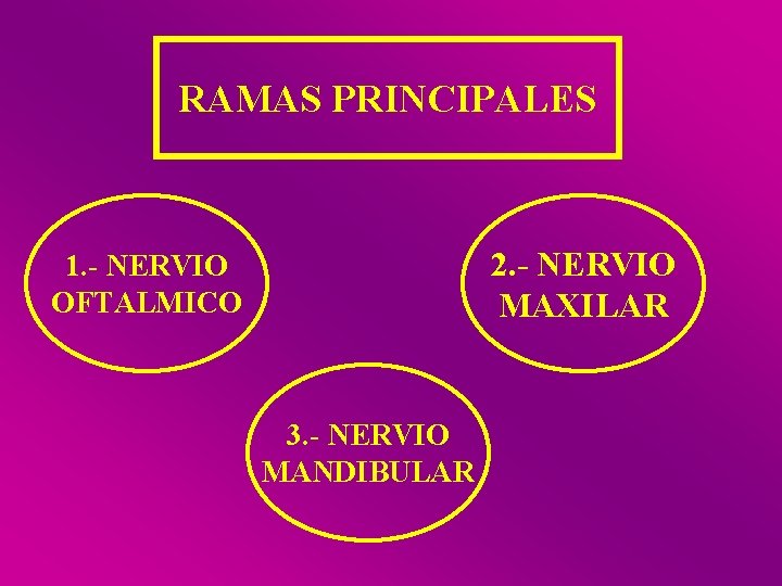 RAMAS PRINCIPALES 2. - NERVIO MAXILAR 1. - NERVIO OFTALMICO 3. - NERVIO MANDIBULAR
