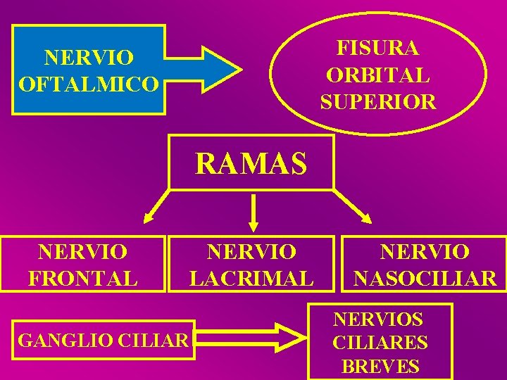 FISURA ORBITAL SUPERIOR NERVIO OFTALMICO RAMAS NERVIO FRONTAL NERVIO LACRIMAL GANGLIO CILIAR NERVIO NASOCILIAR