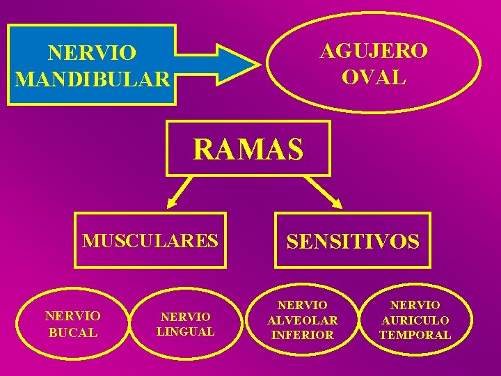 AGUJERO OVAL NERVIO MANDIBULAR RAMAS MUSCULARES NERVIO BUCAL NERVIO LINGUAL SENSITIVOS NERVIO ALVEOLAR INFERIOR