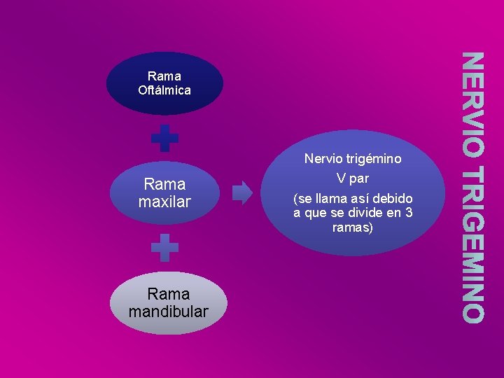 Rama Oftálmica Nervio trigémino Rama maxilar Rama mandibular V par (se llama así debido