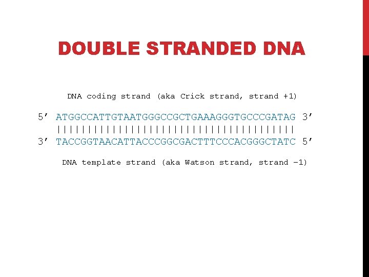 DOUBLE STRANDED DNA coding strand (aka Crick strand, strand +1) 5’ ATGGCCATTGTAATGGGCCGCTGAAAGGGTGCCCGATAG 3’ ||||||||||||||||||||