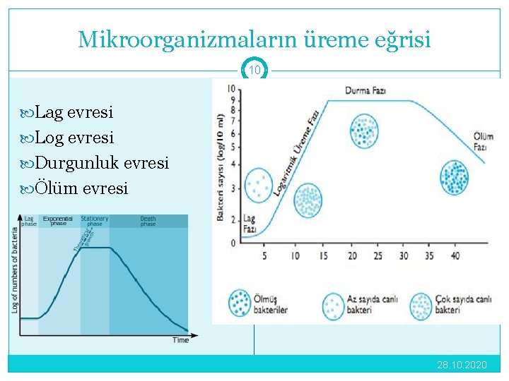 Mikroorganizmaların üreme eğrisi 10 Lag evresi Log evresi Durgunluk evresi Ölüm evresi 28. 10.