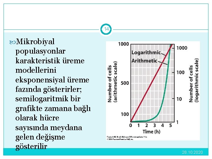 14 Mikrobiyal populasyonlar karakteristik üreme modellerini eksponensiyal üreme fazında gösterirler; semilogaritmik bir grafikte zamana