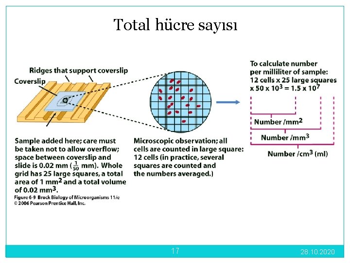 Total hücre sayısı 17 28. 10. 2020 