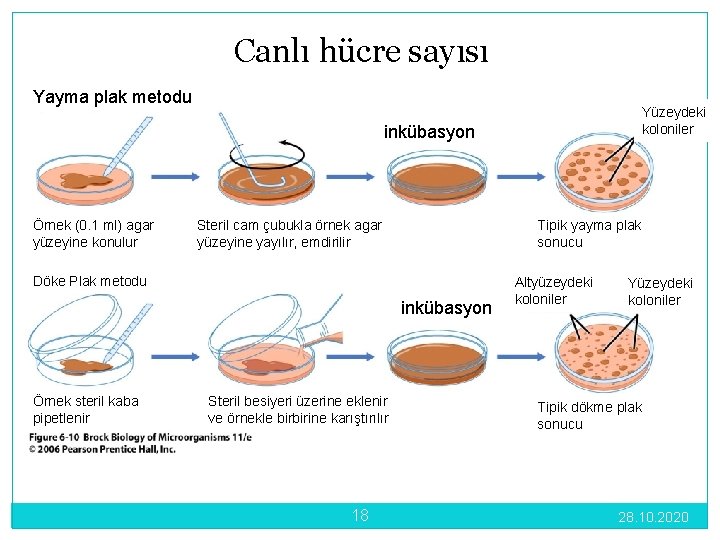 Canlı hücre sayısı Yayma plak metodu Yüzeydeki koloniler inkübasyon Örnek (0. 1 ml) agar