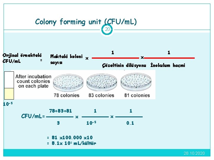 Colony forming unit (CFU/m. L) 20 Orjinal örnekteki = CFU/m. L 1 Plaktaki koloni
