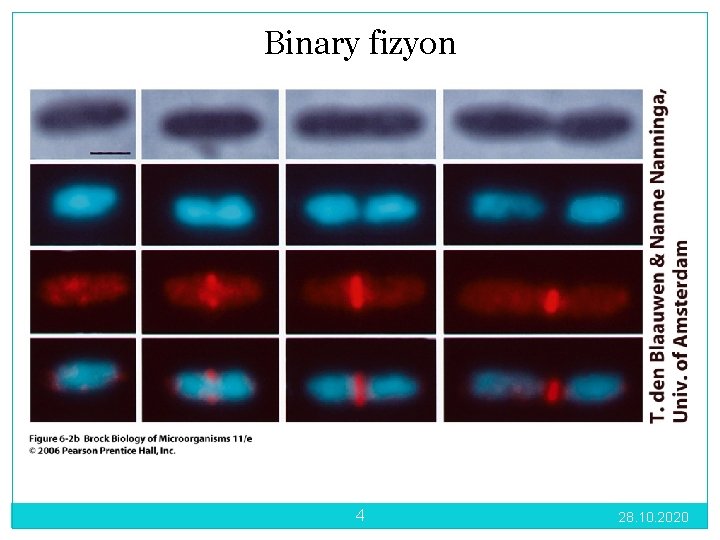 Binary fizyon 4 28. 10. 2020 