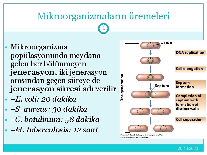 Mikroorganizmaların üremeleri 6 • Mikroorganizma • • popülasyonunda meydana gelen her bölünmeyen jenerasyon, iki