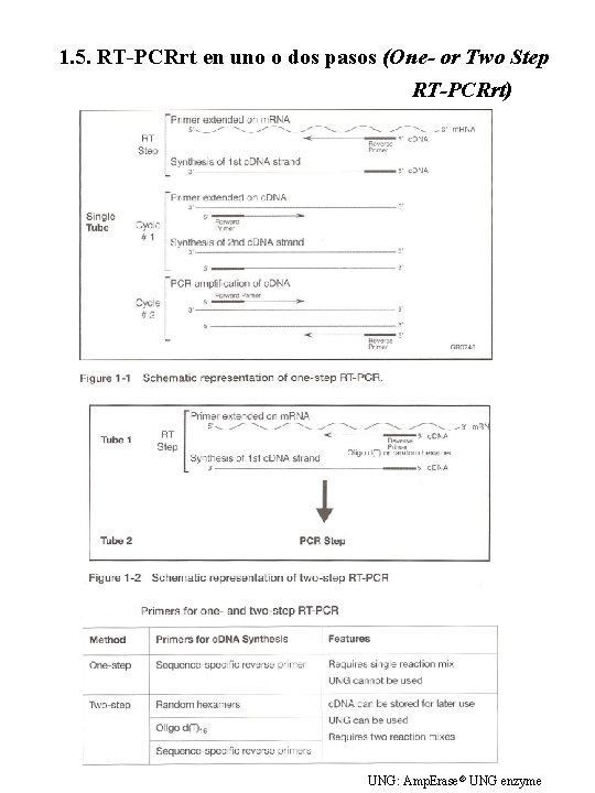 1. 5. RT-PCRrt en uno o dos pasos (One- or Two Step RT-PCRrt) UNG: