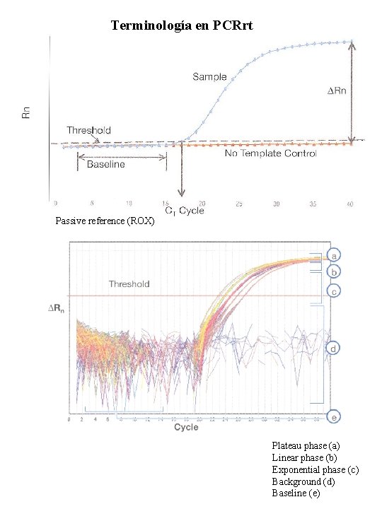Terminología en PCRrt Passive reference (ROX) Plateau phase (a) Linear phase (b) Exponential phase