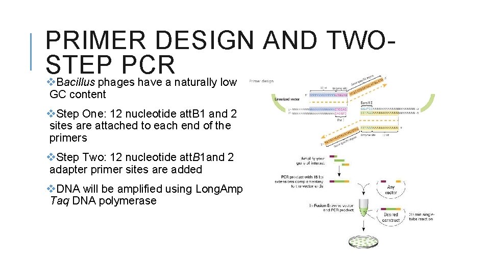 PRIMER DESIGN AND TWOSTEP PCR v. Bacillus phages have a naturally low GC content