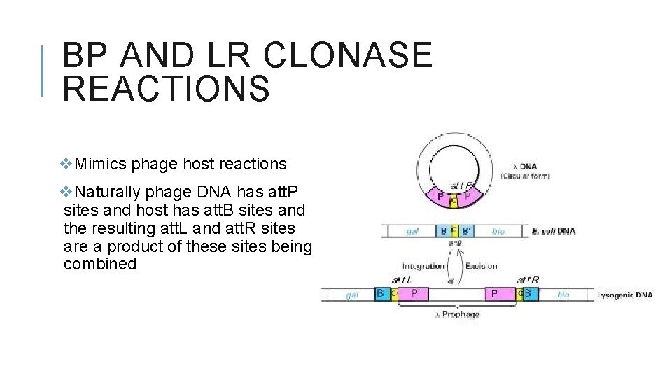 BP AND LR CLONASE REACTIONS v. Mimics phage host reactions v. Naturally phage DNA