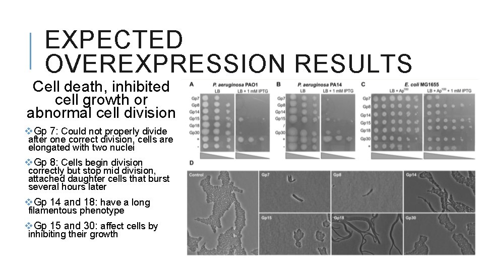 EXPECTED OVEREXPRESSION RESULTS Cell death, inhibited cell growth or abnormal cell division v. Gp