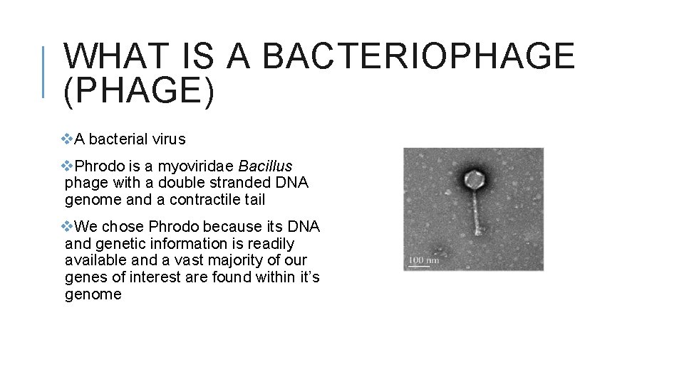 WHAT IS A BACTERIOPHAGE (PHAGE) v. A bacterial virus v. Phrodo is a myoviridae