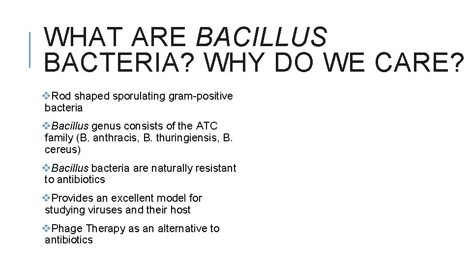 WHAT ARE BACILLUS BACTERIA? WHY DO WE CARE? v. Rod shaped sporulating gram-positive bacteria