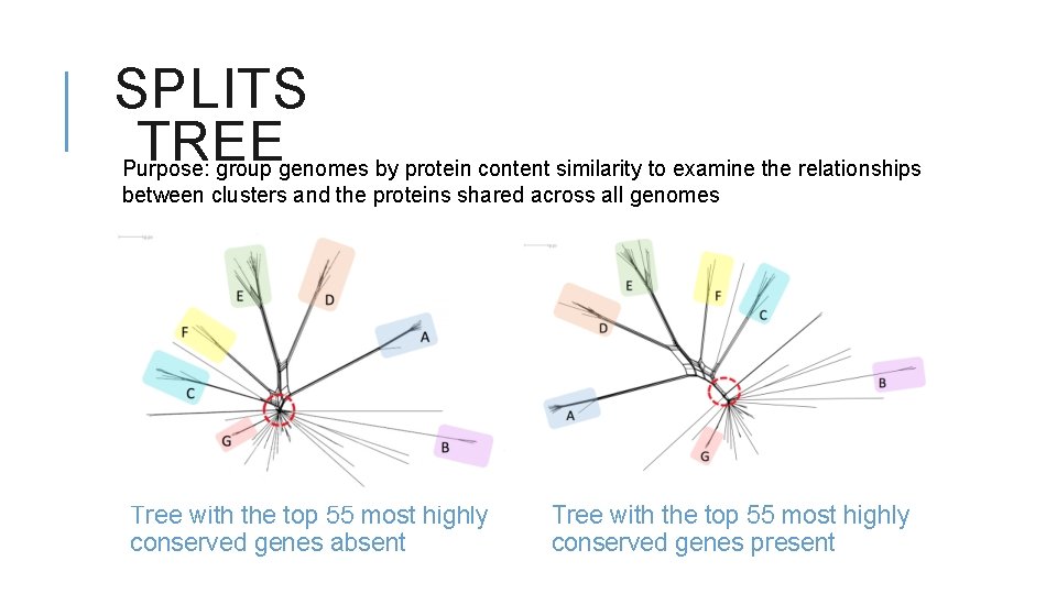 SPLITS TREE Purpose: group genomes by protein content similarity to examine the relationships between