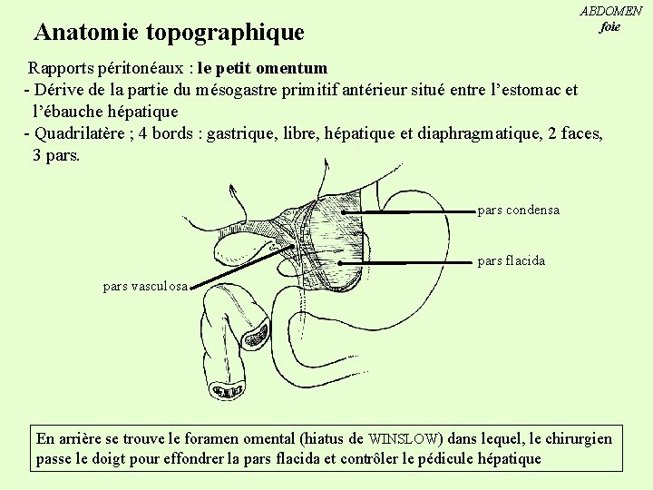 ABDOMEN foie Anatomie topographique Rapports péritonéaux : le petit omentum - Dérive de la
