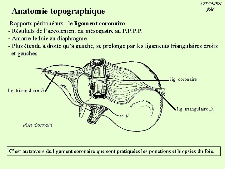 ABDOMEN foie Anatomie topographique Rapports péritonéaux : le ligament coronaire - Résultats de l’accolement