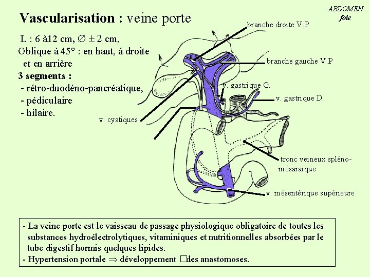 Vascularisation : veine porte L : 6 à 12 cm, Oblique à 45° :