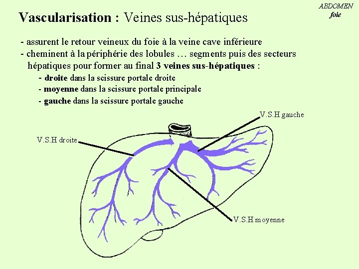 ABDOMEN foie Vascularisation : Veines sus-hépatiques - assurent le retour veineux du foie à