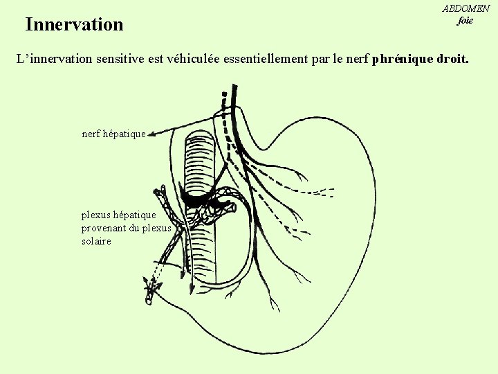 Innervation ABDOMEN foie L’innervation sensitive est véhiculée essentiellement par le nerf phrénique droit. nerf