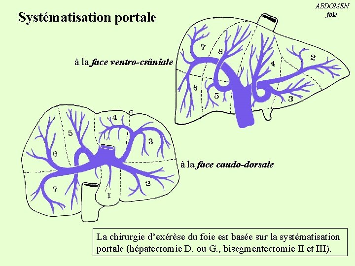 ABDOMEN foie Systématisation portale à la face ventro-crâniale à la face caudo-dorsale La chirurgie