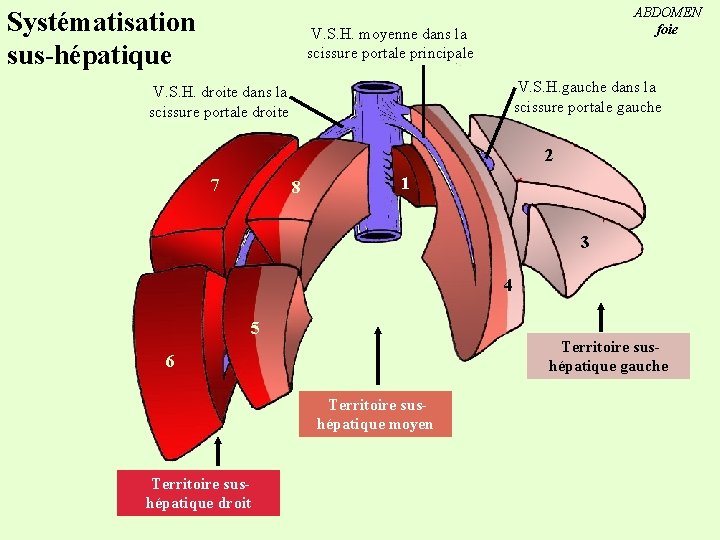 Systématisation sus-hépatique ABDOMEN foie V. S. H. moyenne dans la scissure portale principale V.