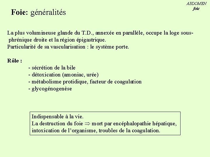 Foie: généralités ABDOMEN foie La plus volumineuse glande du T. D. , annexée en